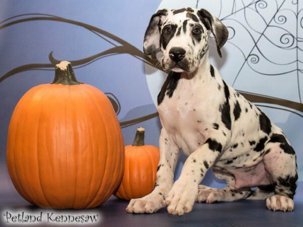 Great Dane DOG GREATDANEGREATDANE14JPG Petland Kennesaw, Georgia