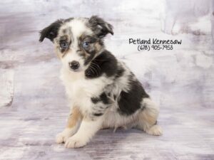 Australian Shepherd