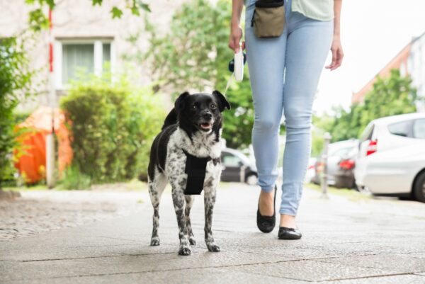 Retractable Leashes – Yay or Nay?