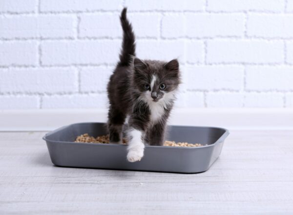 Litter Box Learning 101