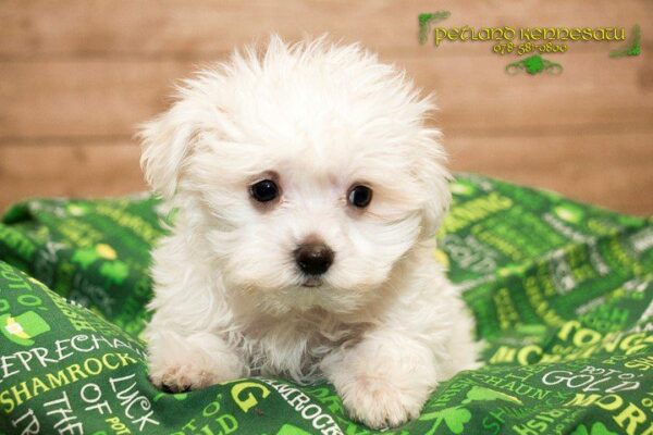 Maltese-DOG---MALTESEMALTESE04JPG-Petland Kennesaw, Georgia