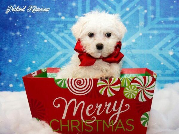 Maltese-DOG---MALTESEMALTESE15JPG-Petland Kennesaw, Georgia