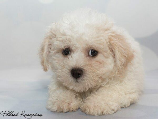 Maltipoo DOG MALTIPOOMALTIPOO08JPG Petland Kennesaw, Georgia