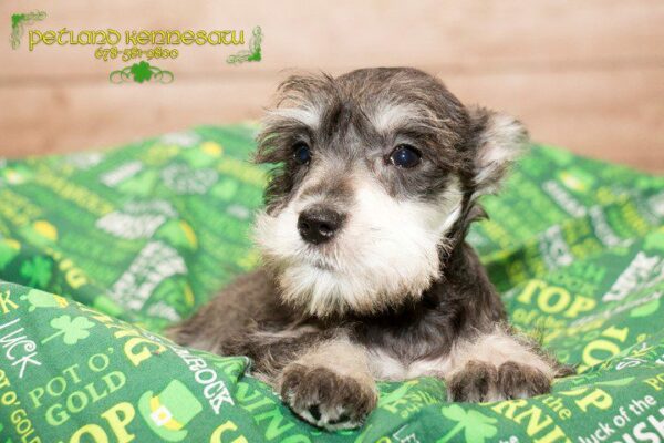 Miniature Schnauzer DOG MINIATURESCHNAUZERMINIATURESCHNAUZER03JPG Petland Kennesaw, Georgia