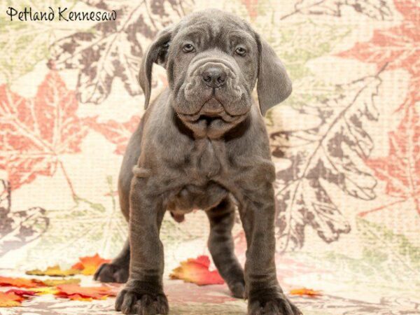 Neapolitan Mastiff DOG NEAPOLITANMASTIFFNEAPOLITANMASTIFF03JPG Petland Kennesaw, Georgia