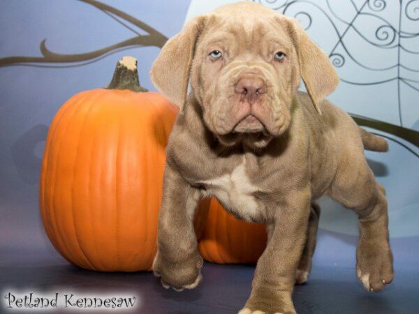 Neapolitan Mastiff-DOG---NEAPOLITANMASTIFFNEAPOLITANMASTIFF06JPG-Petland Kennesaw, Georgia