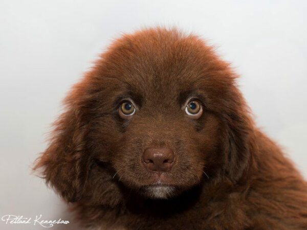 Newfoundland DOG NEWFOUNDLANDNEWFOUNDLAND02JPG Petland Kennesaw, Georgia