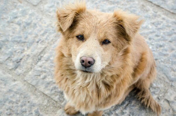 National Canine Lymphoma Awareness Day