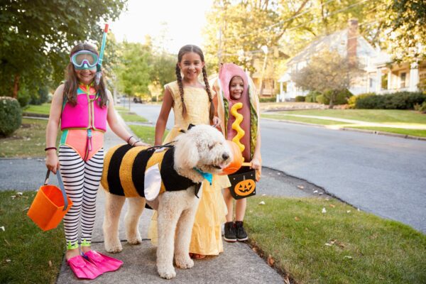 Keep Fido Safe This Halloween
