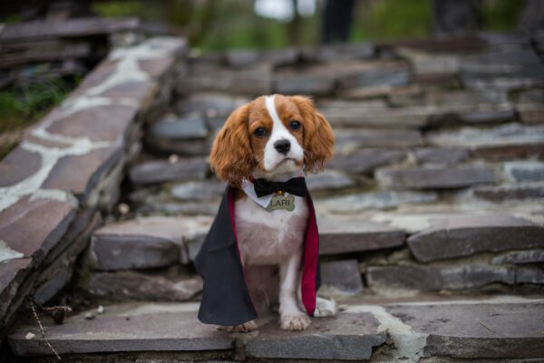 It’s Time For Halloween Dog Costumes