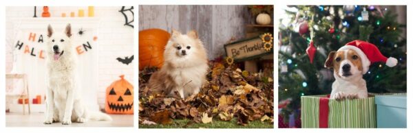 Tips on how to keep your pets from eating your decorations.
