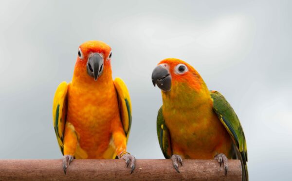 Fun Facts About Parrots