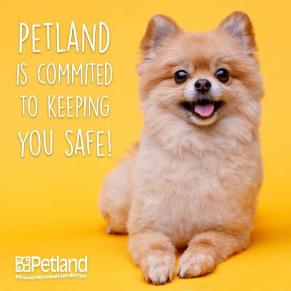 How Petland is Staying Safe during the Holiday Season