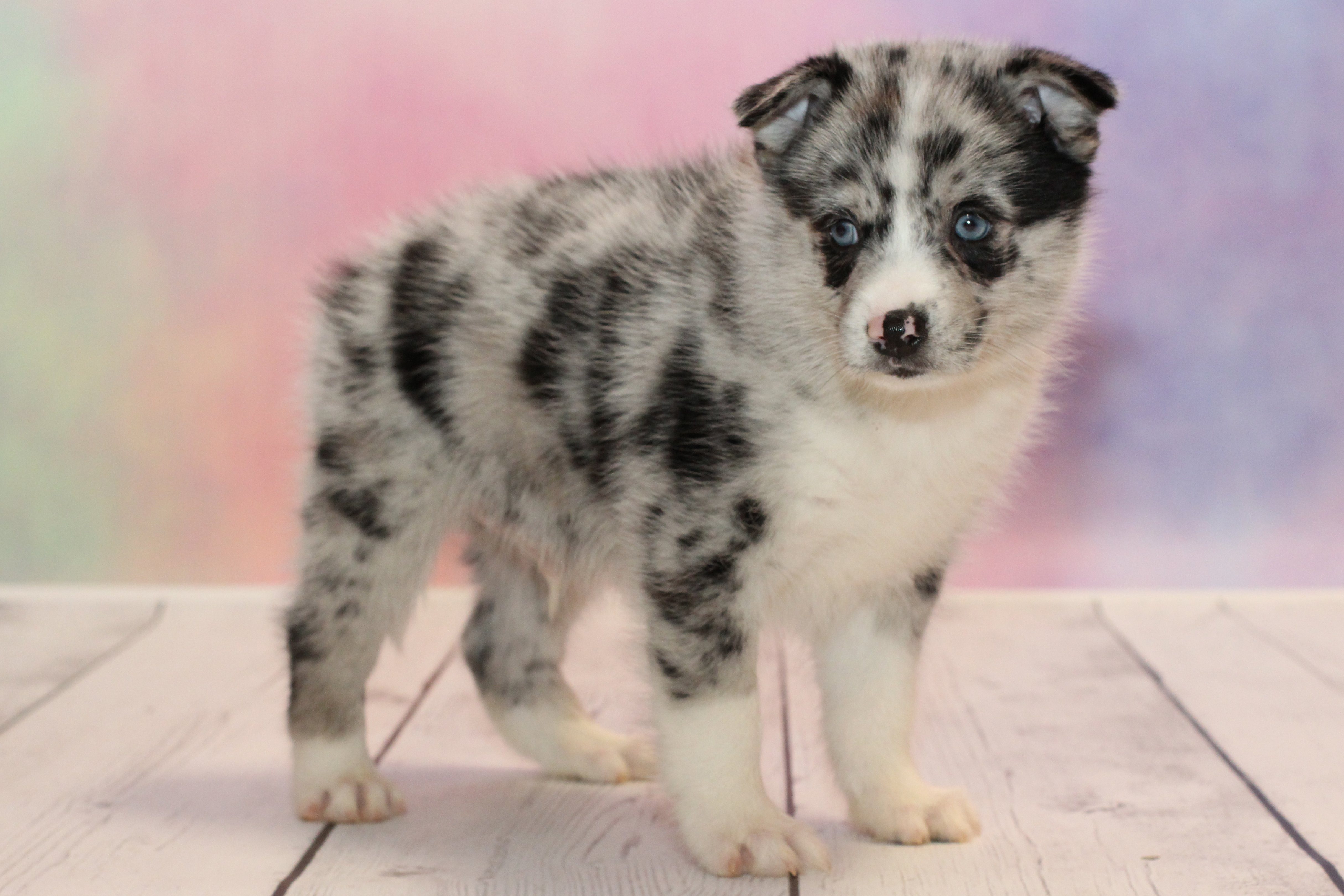 Pomsky for Sale, Could This Cross be Just What Your Family Needs?