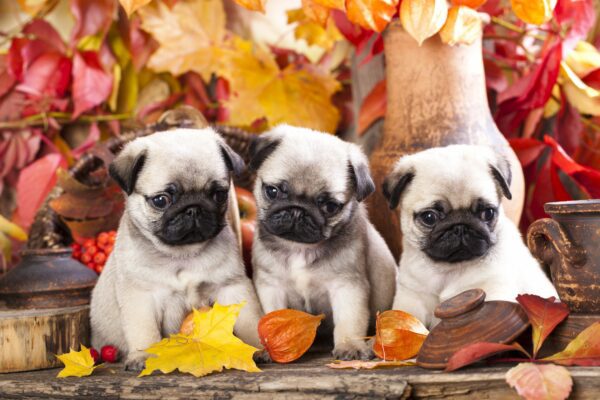 7 Precious Facts About Pug Puppies