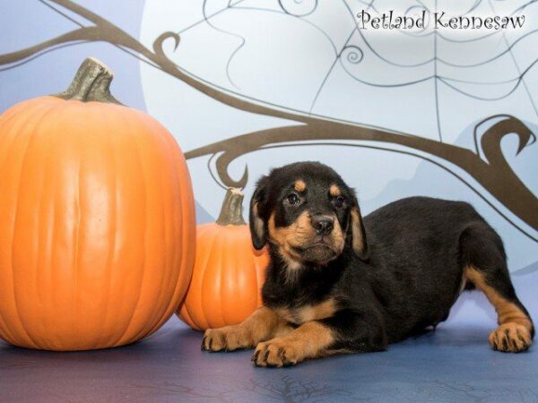 Rottweiler-DOG---ROTTWEILERROTTWEILER07JPG-Petland Kennesaw, Georgia