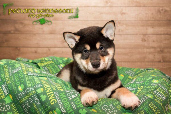 Shiba Inu-DOG---SHIBAINUSHIBAINU06JPG-Petland Kennesaw, Georgia