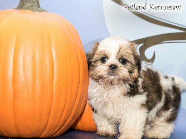 Shih Tzu-DOG---SHIHTZUSHIHTZU15JPG-Petland Kennesaw, Georgia