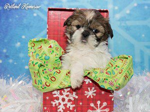 shih tzu puppies for sale