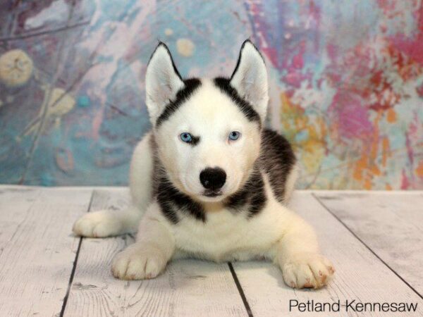 Siberian Husky-DOG---SIBERIANHUSKYSIBERIANHUSKY29JPG-Petland Kennesaw, Georgia