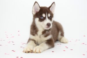 huskies for sale