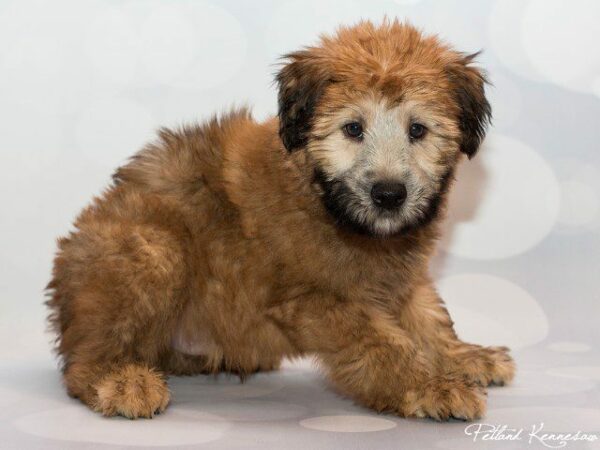 Soft Coated Wheaten Terrier-DOG---SOFTCOATEDWHEATENTERRIERSOFTCOATEDWHEATENTERRIER07JPG-Petland Kennesaw, Georgia