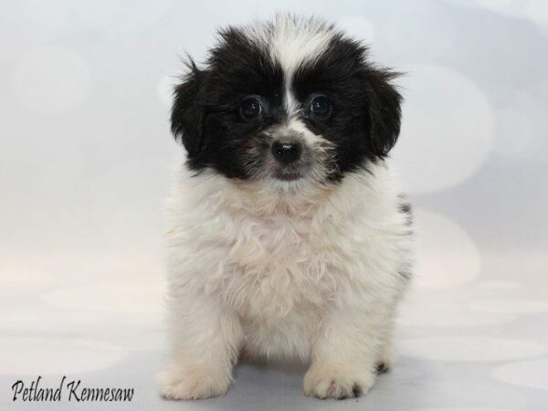 Teddy Bear-DOG---TEDDYBEARTEDDYBEAR08JPG-Petland Kennesaw, Georgia