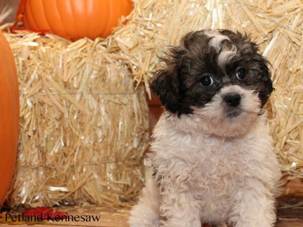 Teddy Bear-DOG---TEDDYBEARTEDDYBEAR27JPG-Petland Kennesaw, Georgia