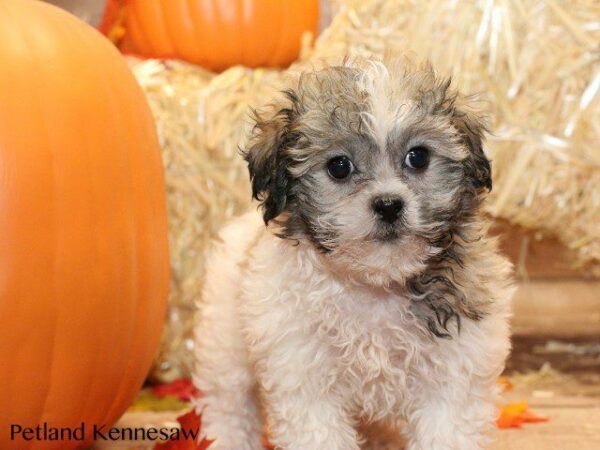 Teddy Bear-DOG---TEDDYBEARTEDDYBEAR28JPG-Petland Kennesaw, Georgia