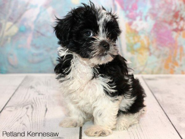 Teddy Bear-DOG---TEDDYBEARTEDDYBEAR32JPG-Petland Kennesaw, Georgia