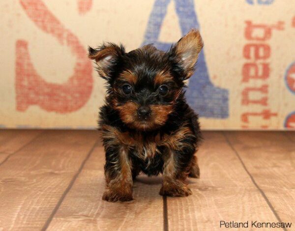 Yorkshire Terrier DOG YORKSHIRETERRIERYORKSHIRETERRIER07JPG Petland Kennesaw, Georgia