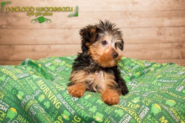 Yorkshire Terrier-DOG---YORKSHIRETERRIERYORKSHIRETERRIER11JPG-Petland Kennesaw, Georgia