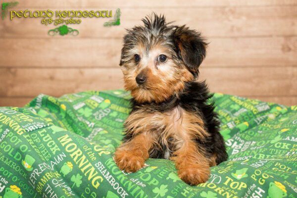 Yorkshire Terrier-DOG---YORKSHIRETERRIERYORKSHIRETERRIER12JPG-Petland Kennesaw, Georgia