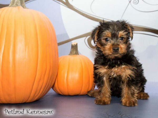 Yorkshire Terrier-DOG---YORKSHIRETERRIERYORKSHIRETERRIER19JPG-Petland Kennesaw, Georgia