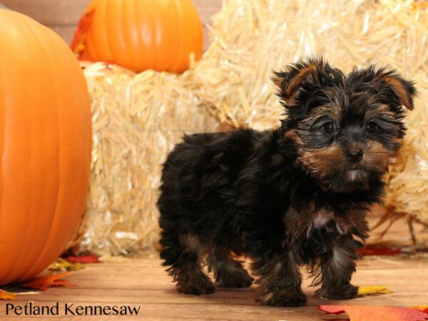 Yorkshire Terrier DOG YORKSHIRETERRIERYORKSHIRETERRIER59JPG Petland Kennesaw, Georgia