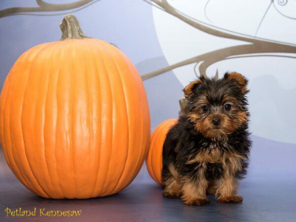 Yorkshire Terrier DOG YORKSHIRETERRIERYORKSHIRETERRIER62JPG Petland Kennesaw, Georgia