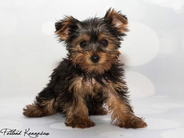 Yorkshire Terrier DOG YORKSHIRETERRIERYORKSHIRETERRIER68JPG Petland Kennesaw, Georgia