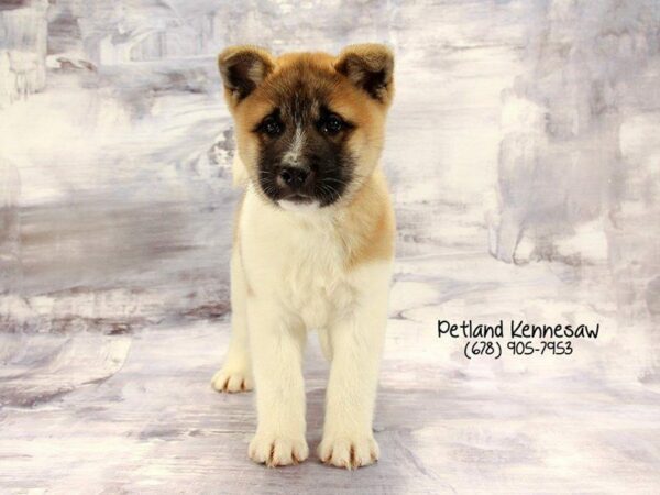 The Powerful and Puffy Akita