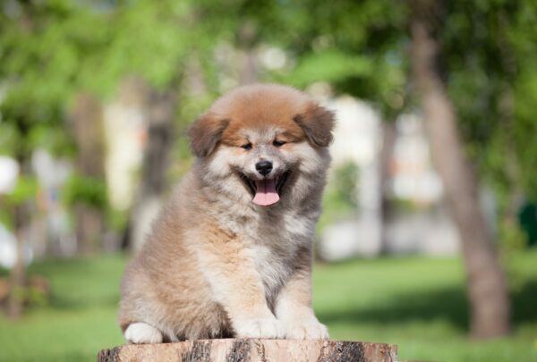 Akita Puppies at Petland!