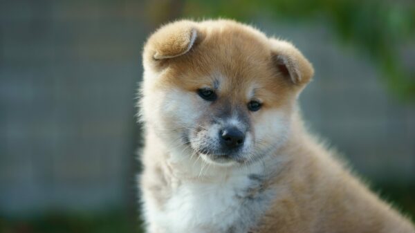 All the Love for Akita Puppies