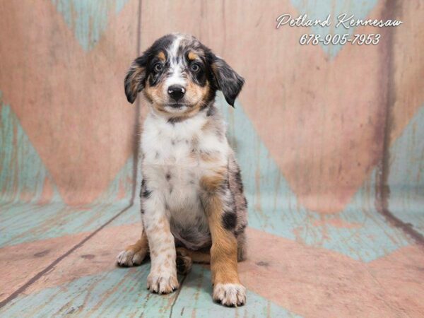 Australian Shepherd for Sale: This Unique Breed Could Be Your Perfect Companion!