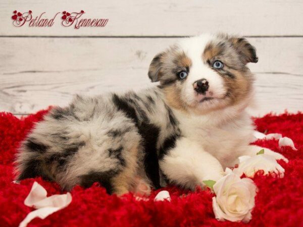 Australian Shepherd Puppies for Sale: Say Hello to Your New Workout Partner!