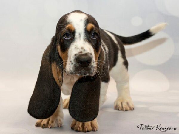 Our Basset Hound Puppies Will Melt Your Heart!