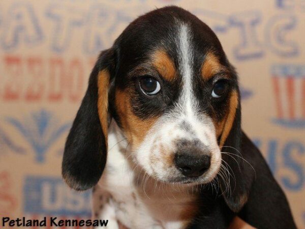 Beagle Puppies for Sale, This Hound Dog Will Steal Your Heart!