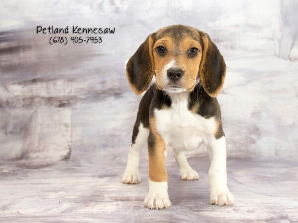 Beautiful Beagle: Facts & History