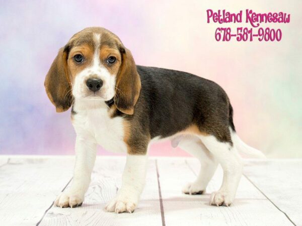 Wanting a New Puppy? Check Out Our Precious Beagles for Sale!