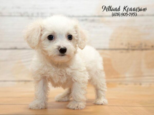 11 Facts About Bichon Frise Puppies for Sale