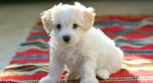 bichon frise dogs