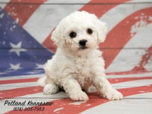 bichon frise puppies for sale