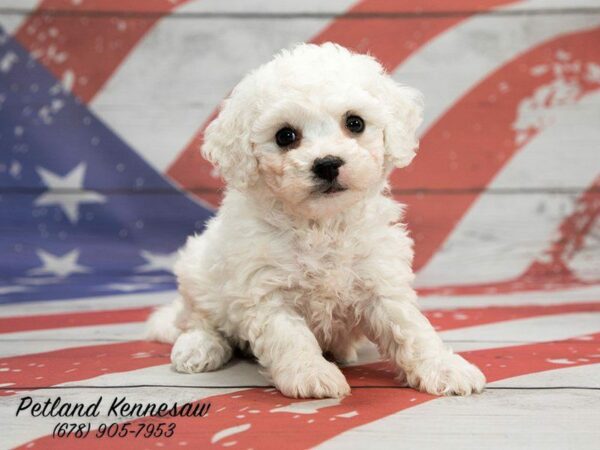 Bichon Frise Puppies May Have a Fancy Name, But Also a Big Heart!